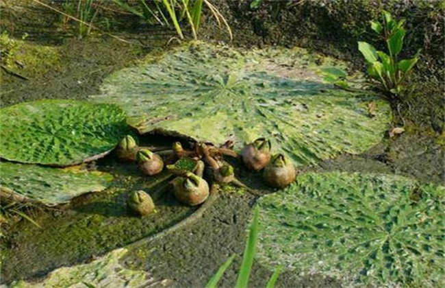 芡实 种植效益 分析