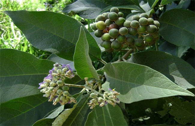 蔓荆子 种植效益 分析