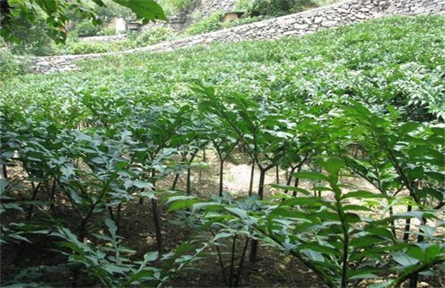 魔芋 种植效益 分析