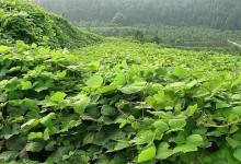 葛根种植效益分析