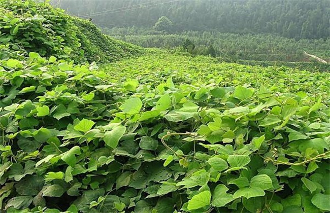 葛根 种植效益 分析