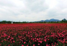 农村种植赚钱好项目