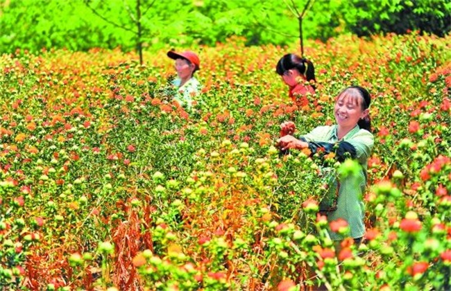 红花种植效益分析