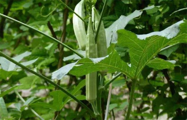 秋葵 种植效益 分析