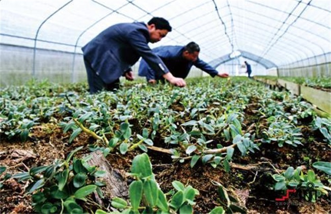 农村创业致富项目