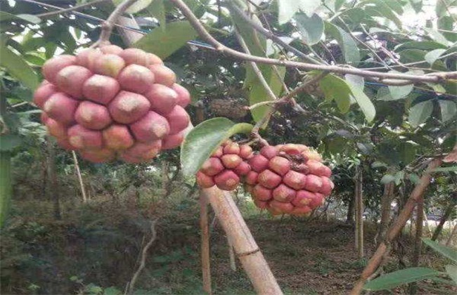 黑老虎 种植前景 如何