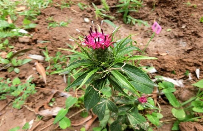 白术 种植效益 怎么样