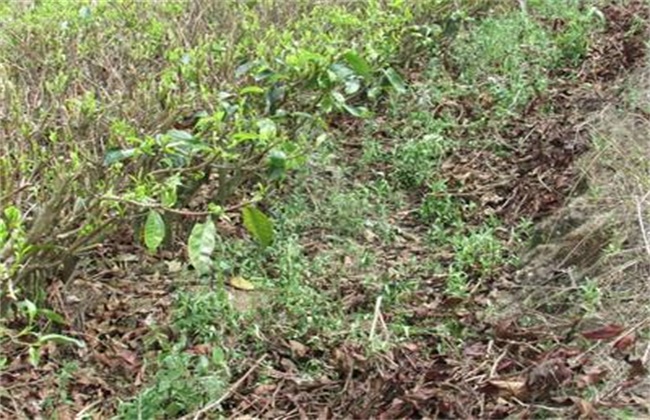 龙胆草种植效益分析