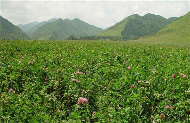 丹参 种植效益 分析