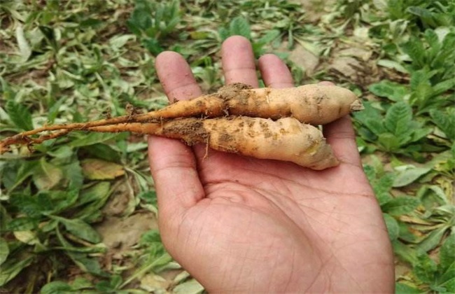 地黄 种植效益 分析