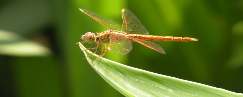 蜻蜓一般在池塘或河边飞行,幼虫(稚虫)在水中发育,成虫在飞行中捕食