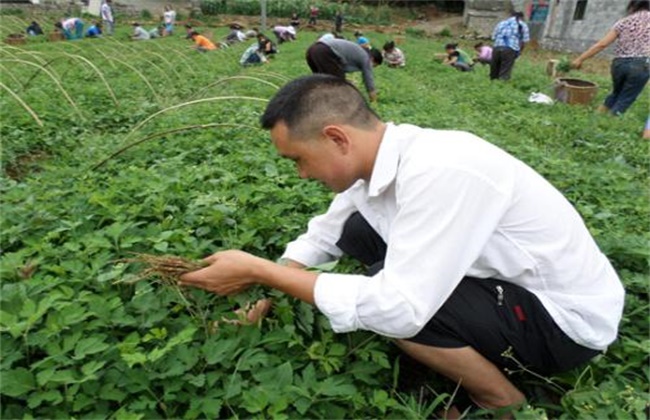 前胡种植效益