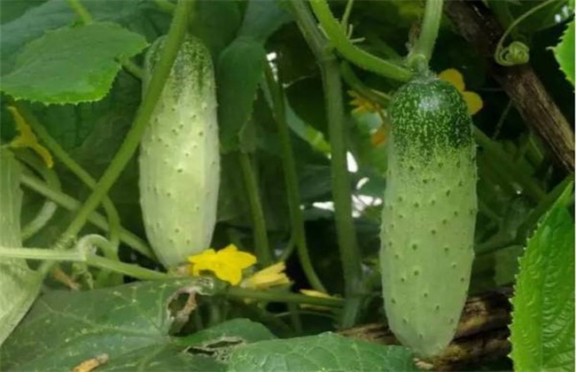 黄瓜 种植效益 怎么样