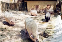2020年非洲猪瘟还会继续吗？如何防控非洲猪瘟