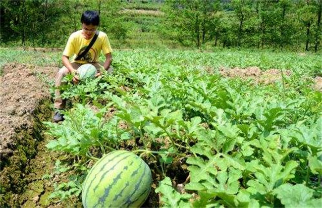 西瓜种植效益