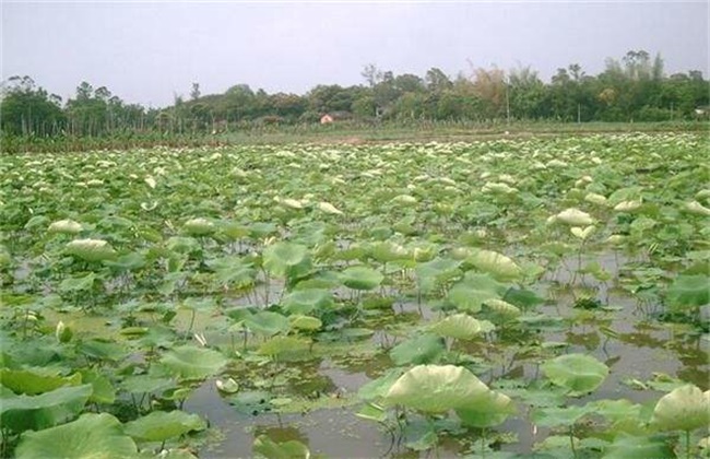 莲藕 种植 赚钱吗