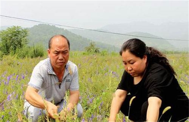 黄芩种植效益