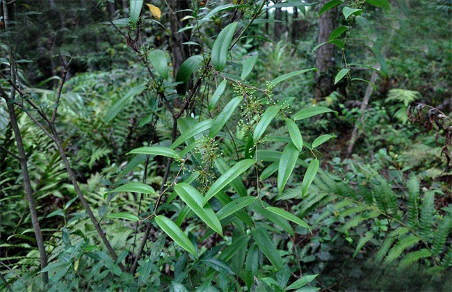 土茯苓 种植效益 分析