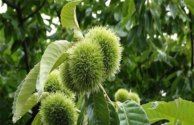 板栗 种植前景 怎么样