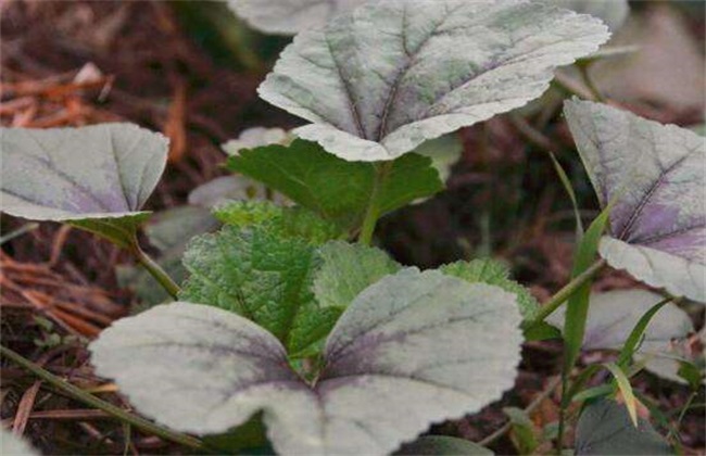 冬天种什么蔬菜 耐寒蔬菜