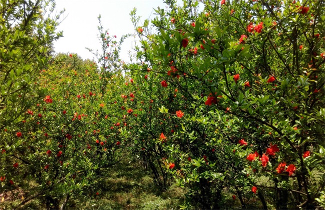 石榴 种植效益 分析