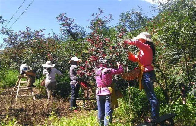 花椒种植效益