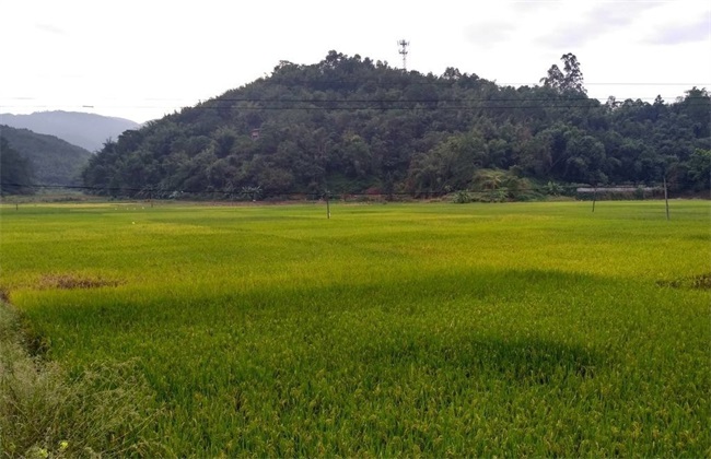 农村 赚钱 项目