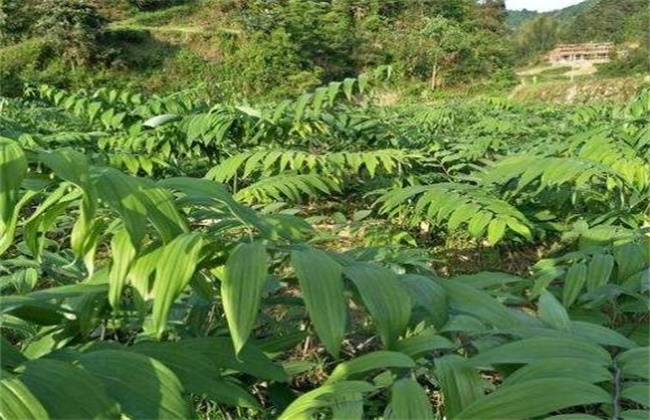 黄精种植效益