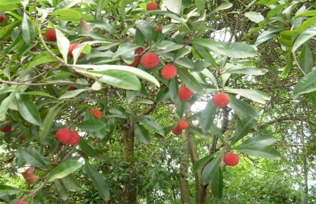 杨梅种植效益