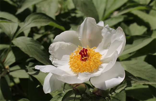 白芍 种植效益 分析