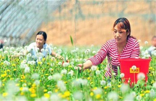 蒲公英种植效益