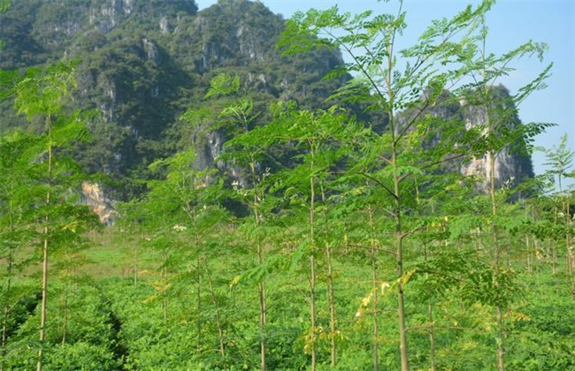 辣木 种植效益 分析