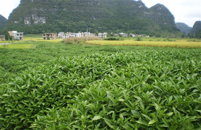 板蓝根 种植效益 分析