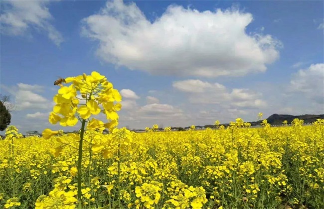 农村种植什么能致富 种植致富