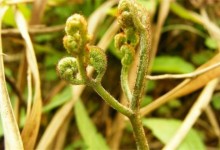 蕨菜种植效益