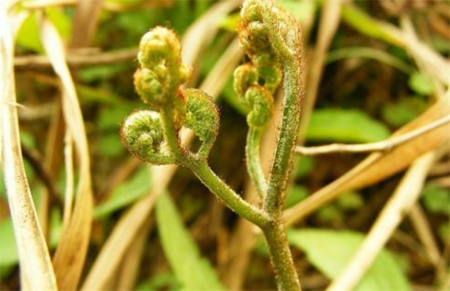 蕨菜种植效益