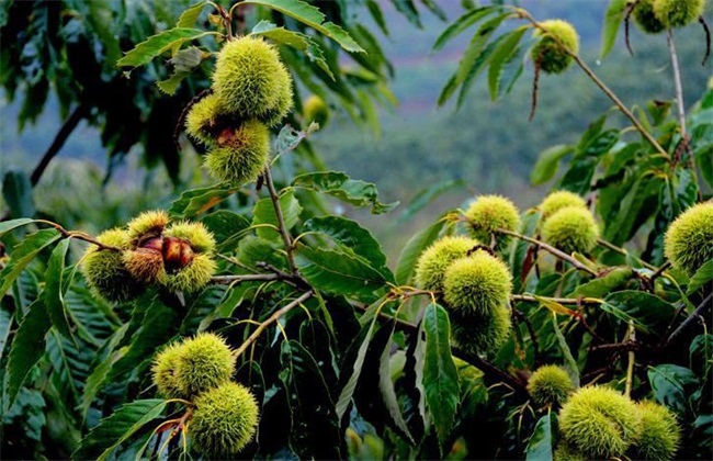 板栗 种植前景 怎么样