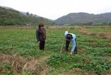 何首乌种植效益