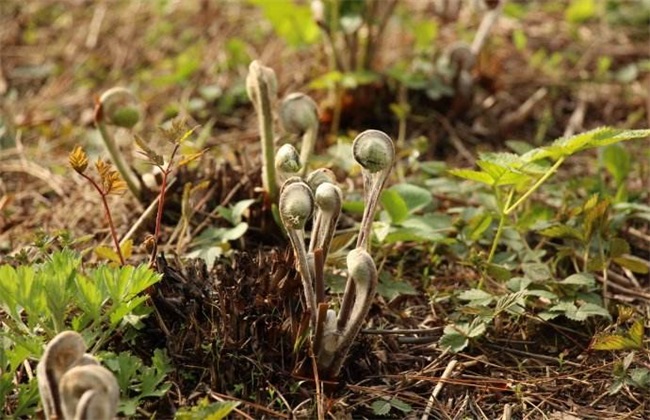 适合 人工种植 野菜