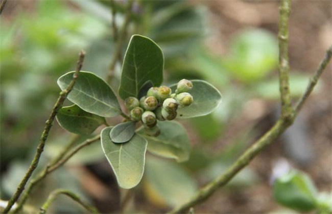 蔓荆子 种植效益 分析