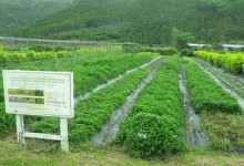 适合人工种植的野菜有哪些