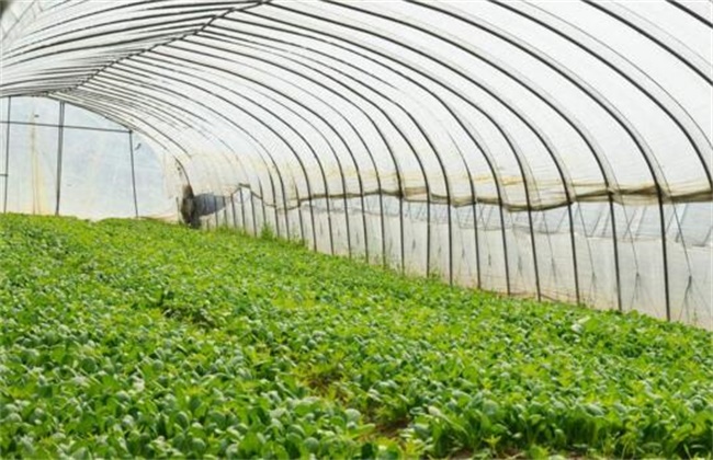 春季蔬菜种植三要点