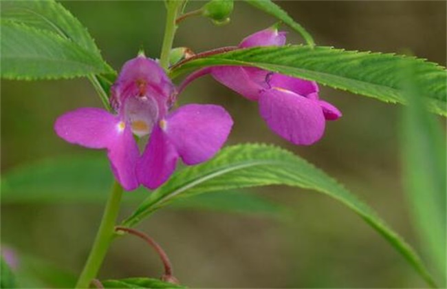 凤仙花 叶子卷边干枯 怎么办