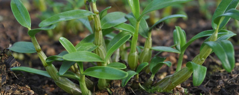 石斛用什么土种植比较好