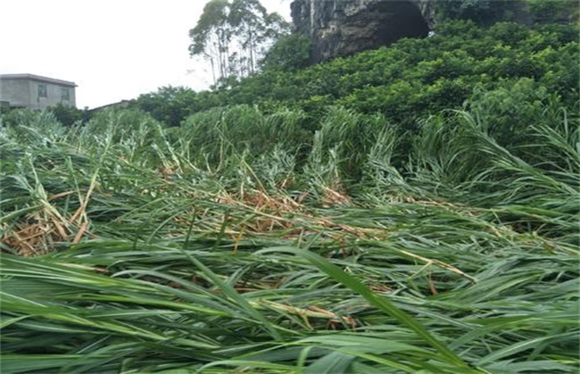 甘蔗倒伏原因及预防措施