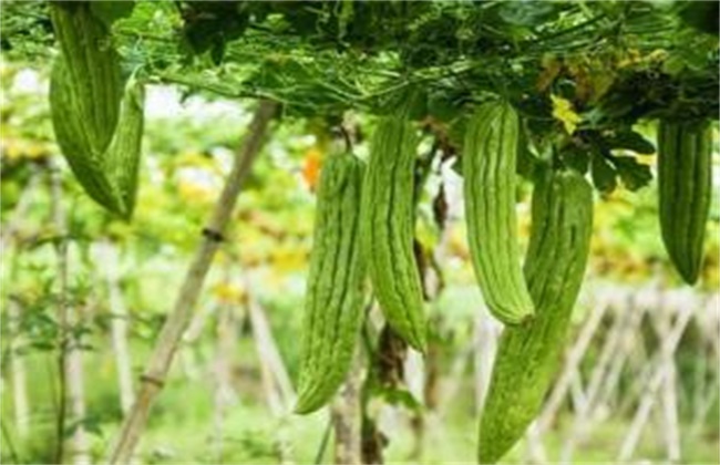 苦瓜反季节种植技术