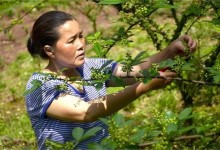 夏季花椒树怎样修剪