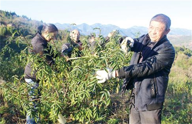 夏季花椒树 怎样修剪