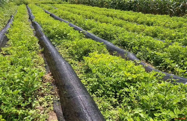 黑花生栽培注意事项