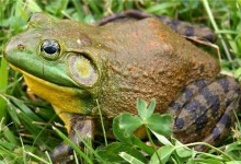 牛蛙、甲鱼能吃吗？哪些水生野生动物是禁食的